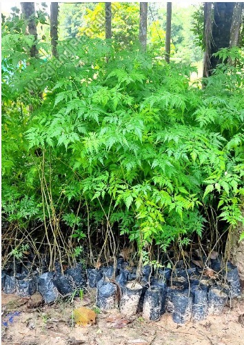Tree Plants